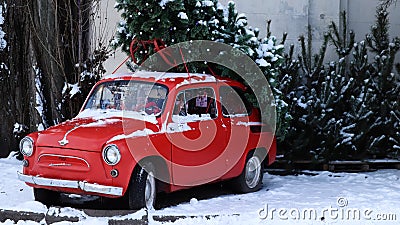 Red small retro car Zaporozhets with a Christmas tree fir tied to the roof. Fresh cut natural spruce for Christmas holiday Editorial Stock Photo