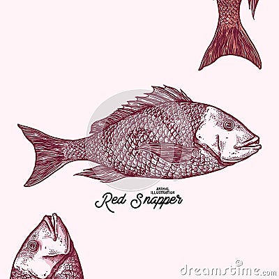 Red Snapper Animal Illustration Cartoon Illustration