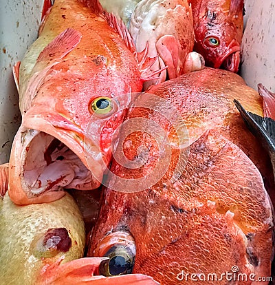 Red snapper catch in Alaska closeup, fish with mouth open Stock Photo