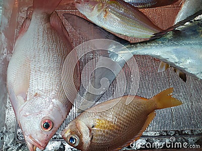 Red snapper fish catch by fishing in the ocean cold freezer Stock Photo