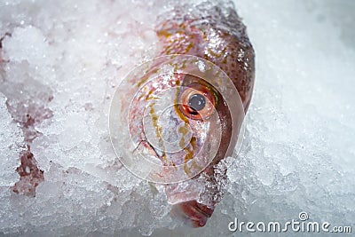 Red snapper sea fish on an ice bed for sale at market Stock Photo