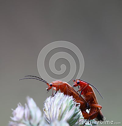 Red soldier beetle Stock Photo