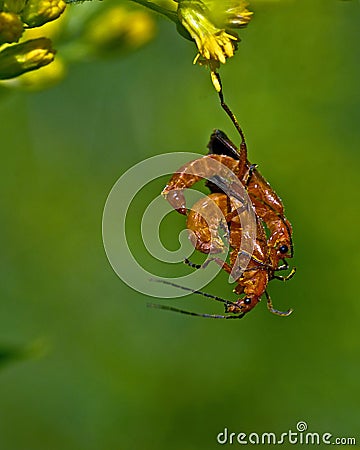 Red soldier beetle, Rhagonycha fulva Stock Photo