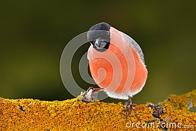 Red songbird Bullfinch sitting on snow branch during winter. Wildlife scene from Czech nature. Beautiful song bird in the nature h Stock Photo