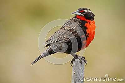 Red songbird. Long-tailed Meadowlark, Sturnella loyca falklandica, Saunders Island, Falkland Islands. Red and brown song bird Stock Photo