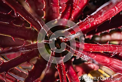 Red Sotol Plant Close Up Stock Photo