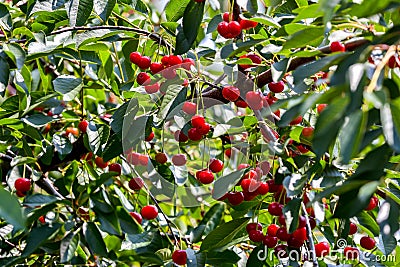 Red sour or tart cherries growing on a cherry tree. Ripe Prunus cerasus fruits and green tree foliage Stock Photo