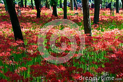 Red spider lily Stock Photo