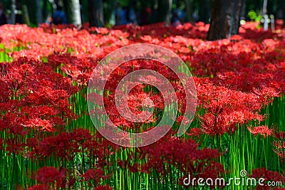 Red spider lily Stock Photo