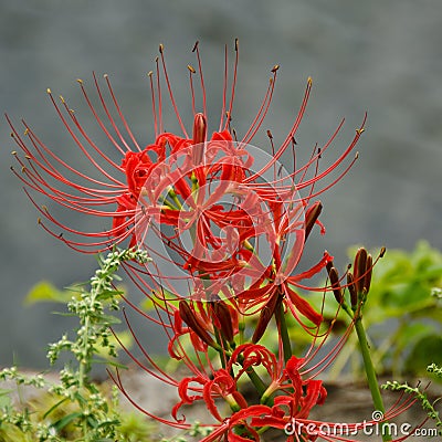 Red spider lily, Lycoris radiata Stock Photo