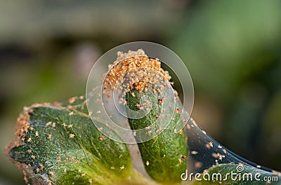 Red spider mite infestation on a strawberry crop Stock Photo