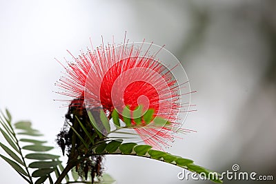 Red spiky elegant flower close up abstract Stock Photo