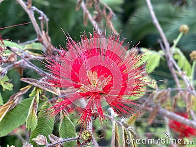 An red spiny cactus flower in closeup Stock Photo