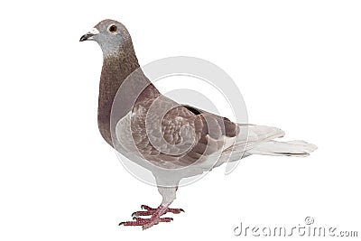 Red sport pigeon isolated on white Stock Photo