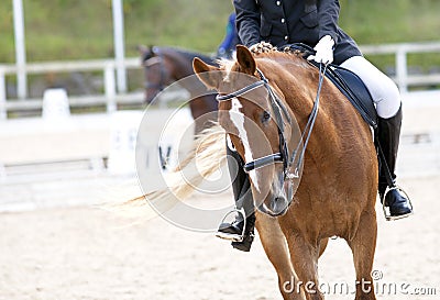 A red sports horse with a rider riding with his foot in a boot Stock Photo