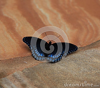 Red spotted Purple Admiral Butterfly Stock Photo