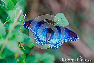 Red Spotted Purple Admiral Butterfly Stock Photo