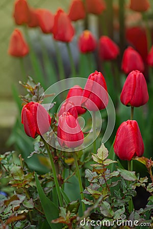 Red spring blooming tulip Parad field Stock Photo