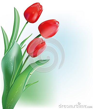 Red spring tulip Vector Illustration