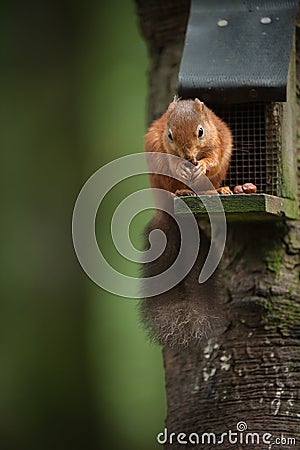 Red Squirrel on a Bird Feeder Stock Photo