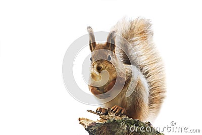 Red squirrel with bushy tail standing on white isolated background Stock Photo