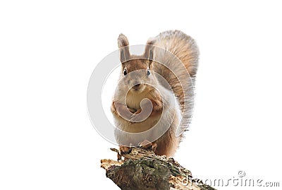 Red squirrel with bushy tail standing on white isolated background Stock Photo