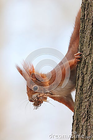 Red squirrel climbs down the tree Stock Photo