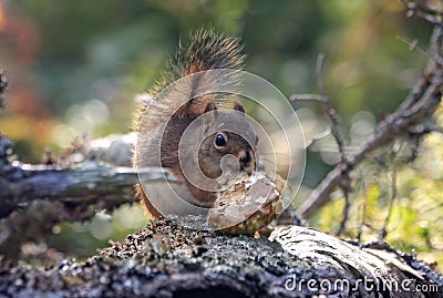 Red squirrel close-up Stock Photo