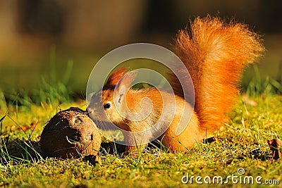 Red squirrel with coconut Stock Photo