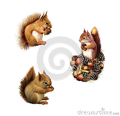 Red squirrel eating, Baby squirrel, American gray squirrel paw anxiously pressed to his chest, Isolated on white background. Stock Photo