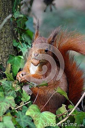 Red squirrel eating a hazelnut Stock Photo