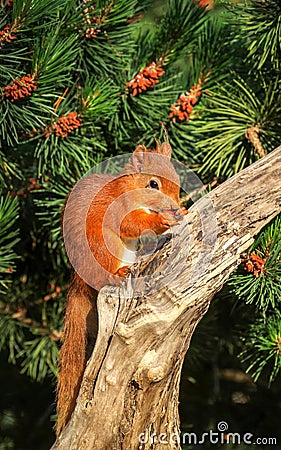 Red Squirrel eating a hazelnut Stock Photo