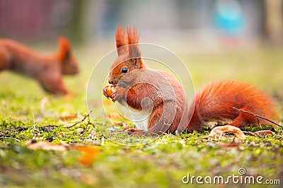 Red squirrel eating hazelnut Stock Photo