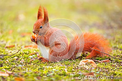 Red squirrel eating hazelnut Stock Photo