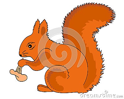 Red squirrel eating mushroom. Vector Illustration