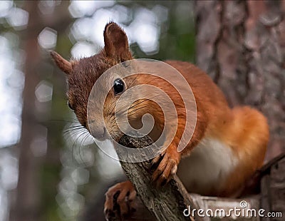 Red squirrel in the forest Stock Photo