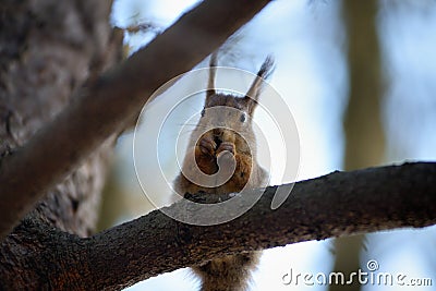 Red squirrel gnaws nuts on branch Stock Photo