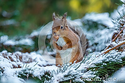 Red squirrel with hazelnut Stock Photo