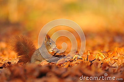 Red squirrel with hazelnut on fallen leafs Stock Photo