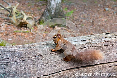Red Squirrel with Hazelnut on Brownsea Island. Stock Photo