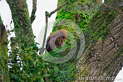 Red squirrel hidding in a tree Stock Photo