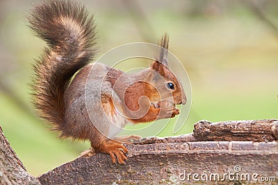 Red squirrel hold a nut in paws and tries to split it sitting on a trunk of a tree Stock Photo