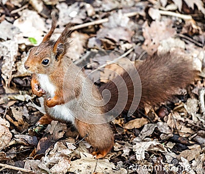 Red squirrel holding fists full of seeds. Stock Photo