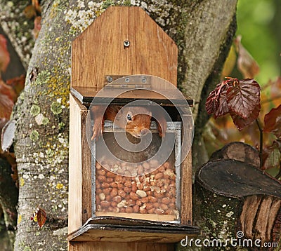 Red Squirrel Inside Peanut Feeder Stock Image - Image ...