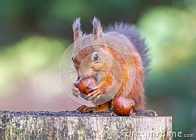 Red Squirrel with a lovely pair of conkers Stock Photo