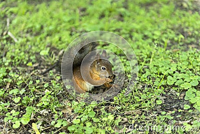 Red squirrel, rodent, sitting on the ground on the grass Stock Photo