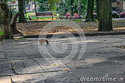 Red squirrel runs on the sidewalk in Shevchenko Park in Dnipro Ukraine Stock Photo