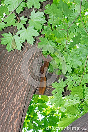 Red squirrel runs up the tree trunk Stock Photo
