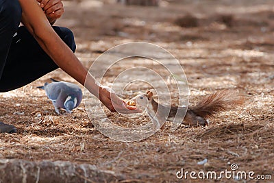 Red squirrel (Sciurus vulgaris) collecting a nut from the hand of a non-recognizable human Stock Photo