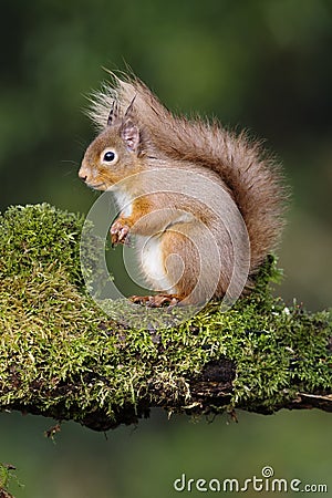 Red squirrel, Sciurus vulgaris Stock Photo